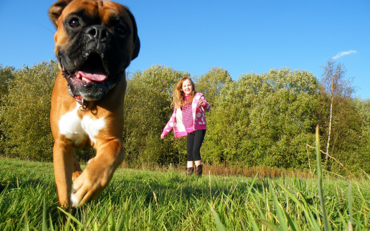 Боксёр убегает от ребёнка