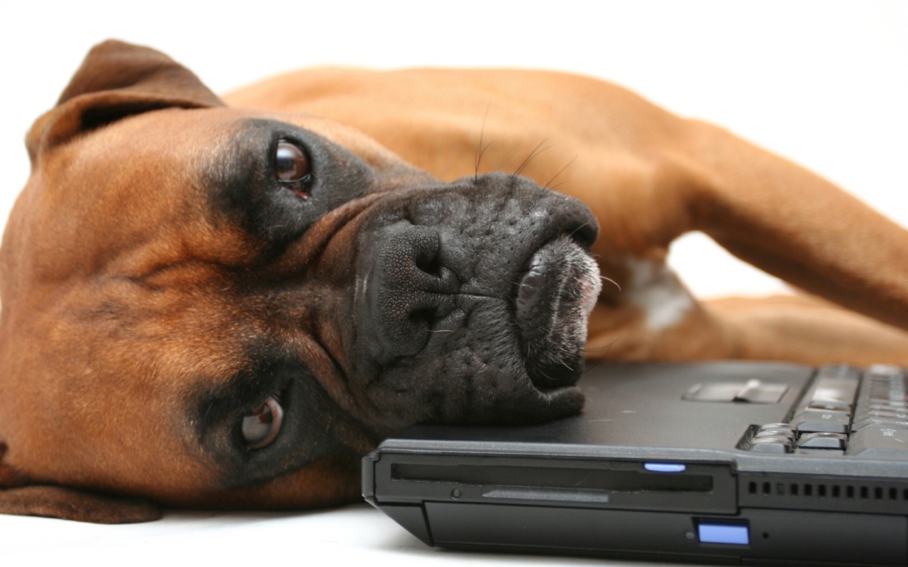 Боксёр положил голову на компьютер