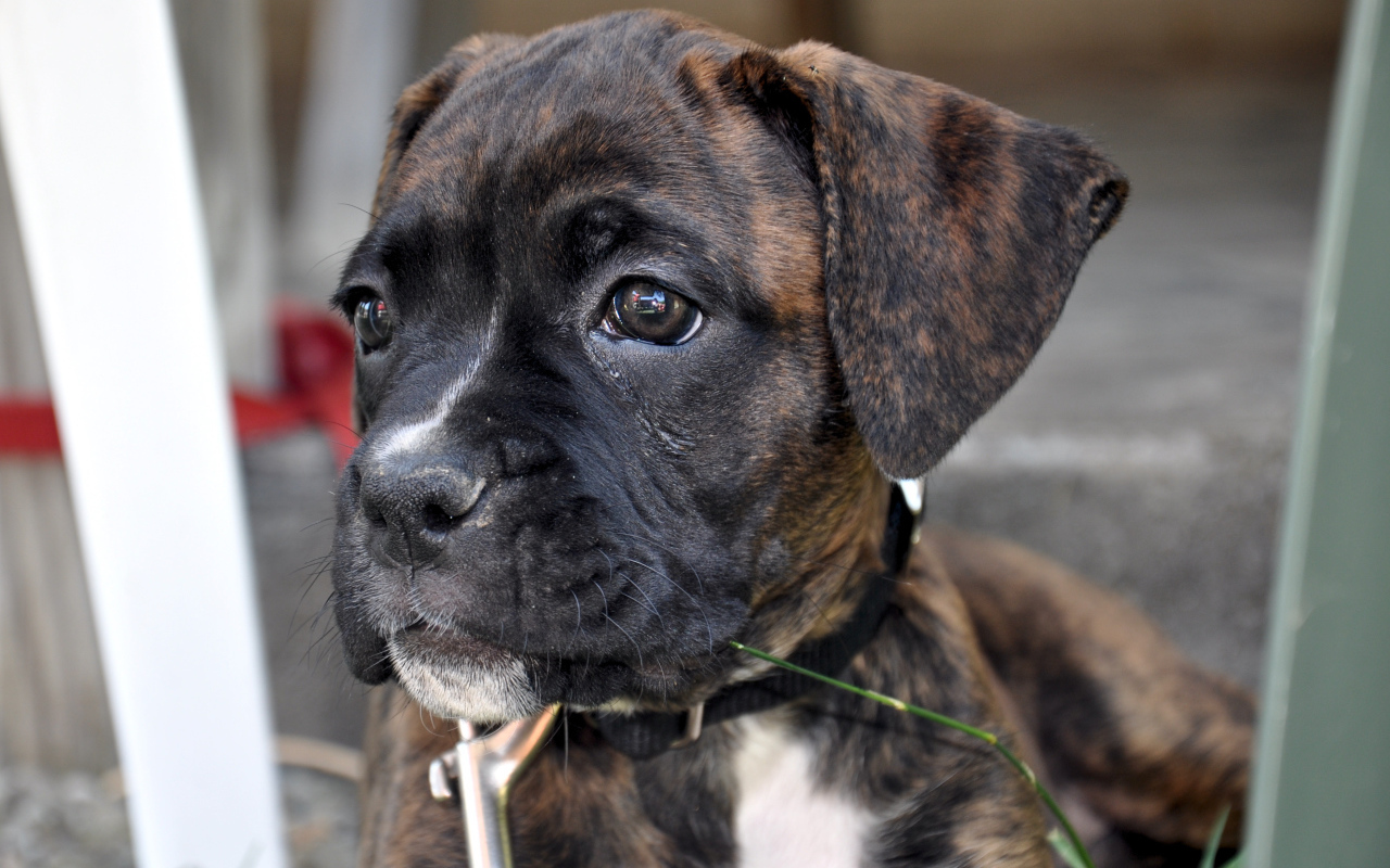 Щенок боксёра смотрит вдаль