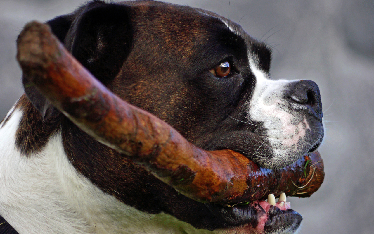 Боксёр с палкой в зубах
