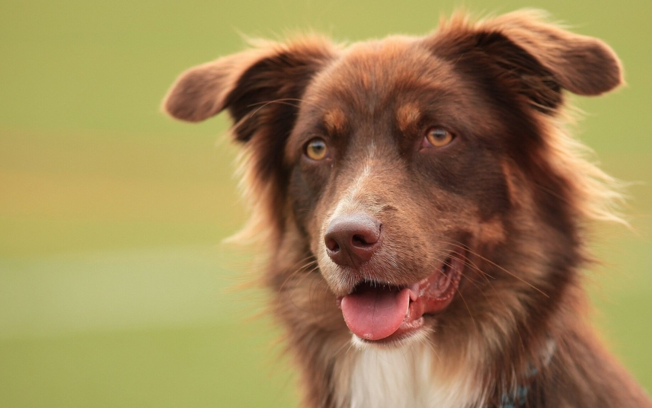 Коричневая австралийская овчарка засмотрелась