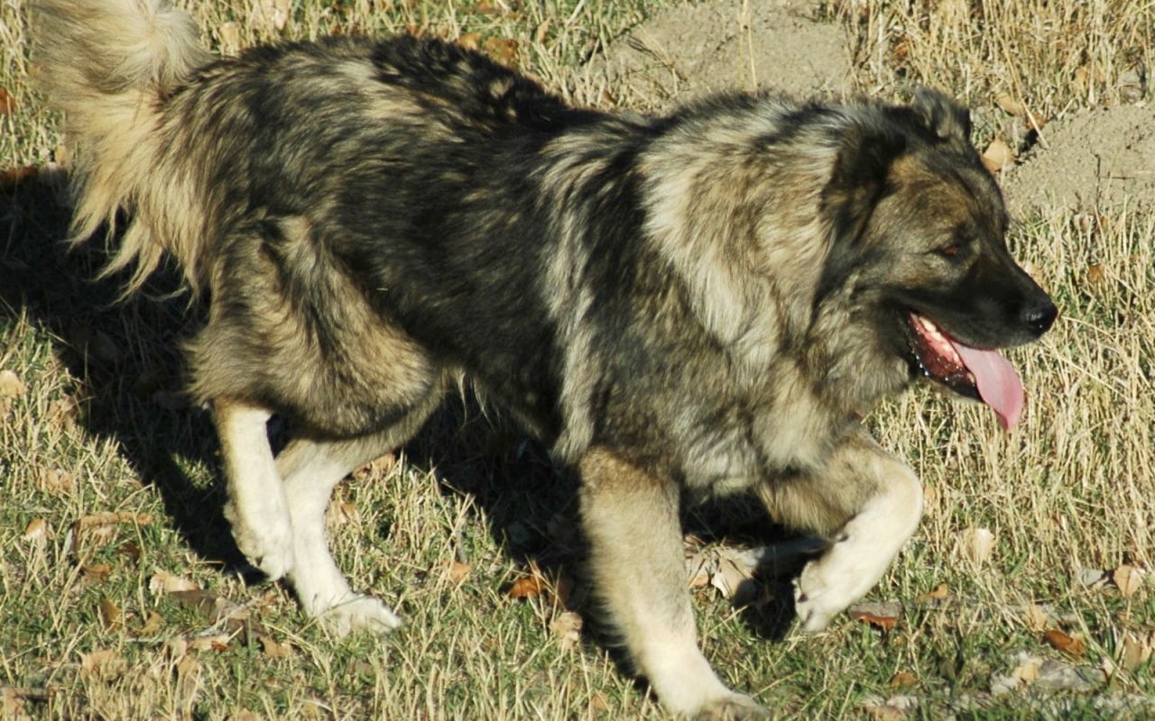 Кавказская овчарка на прогулке