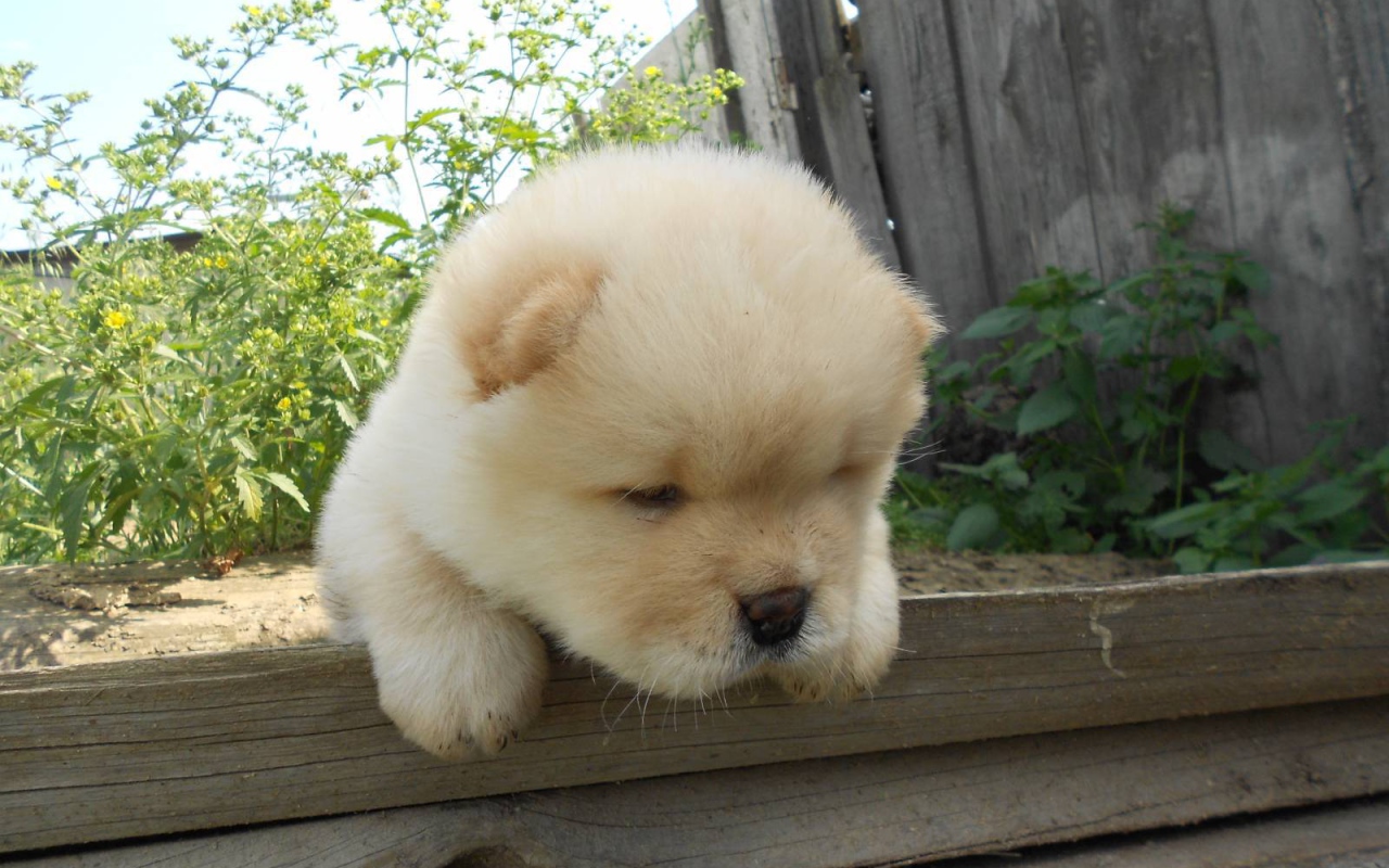 Чау-чау выглядит усталой