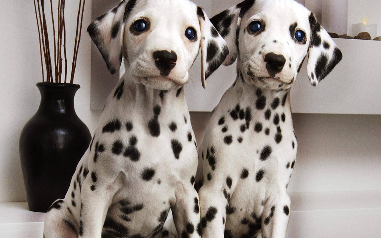 Симпатичные щенки далматина