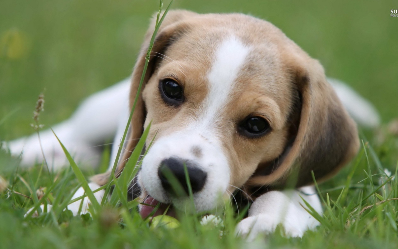 Милая собака породы бигль лежит на траве