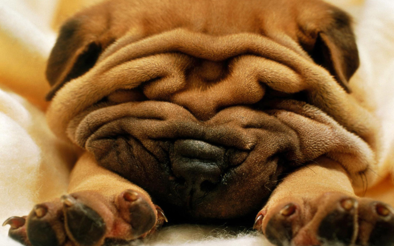 Симпатичный маленький Шарпей