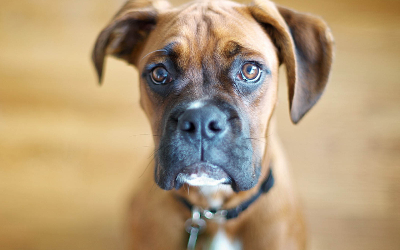 Милый молодой боксёр на коричневом фоне