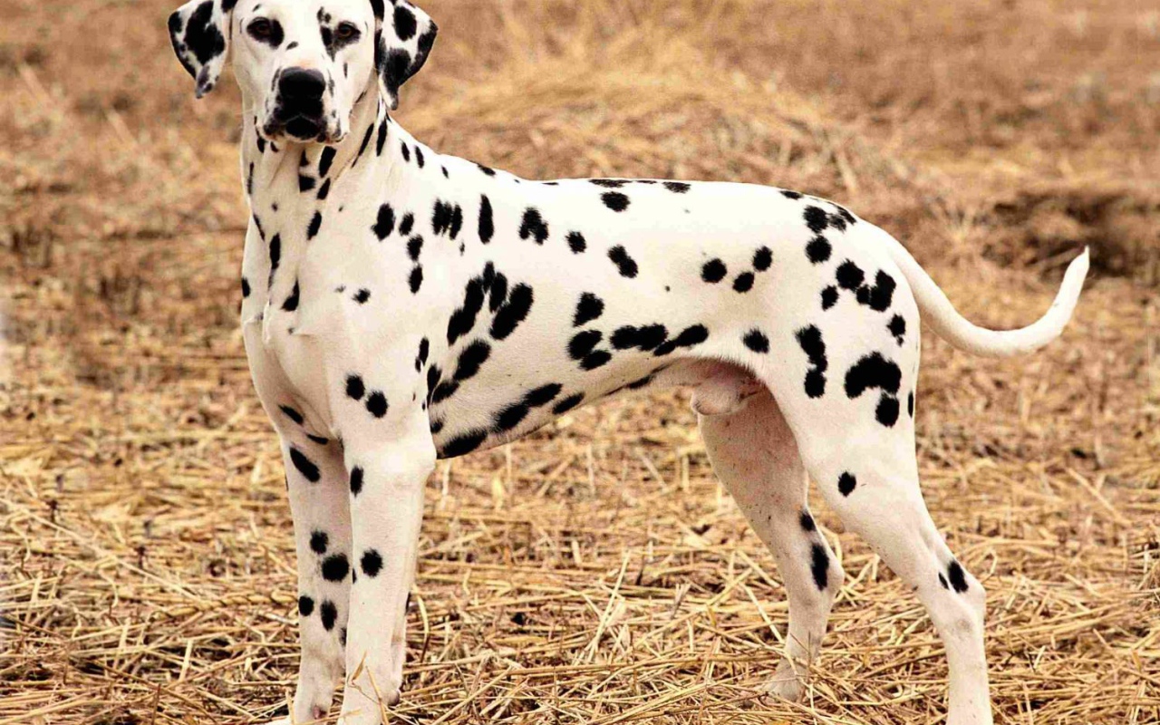 Далматина на поле осенью