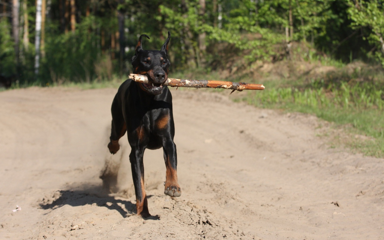 Доберман приносит палку