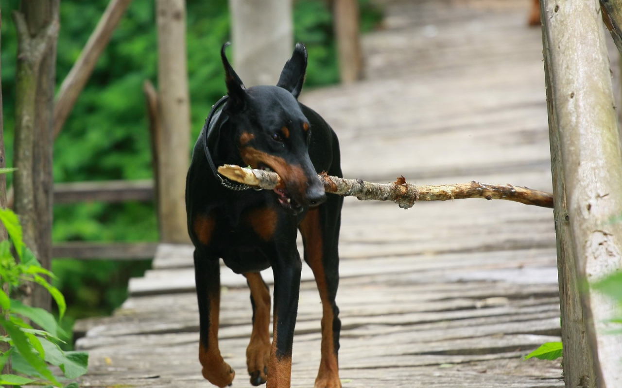 Доберман играет с палкой