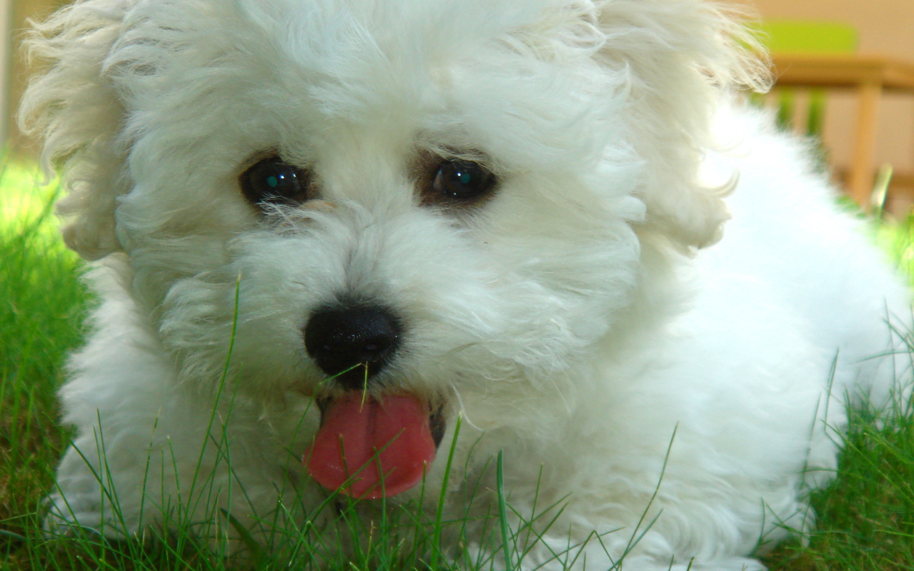 Собака породы бишон-фриз в траве