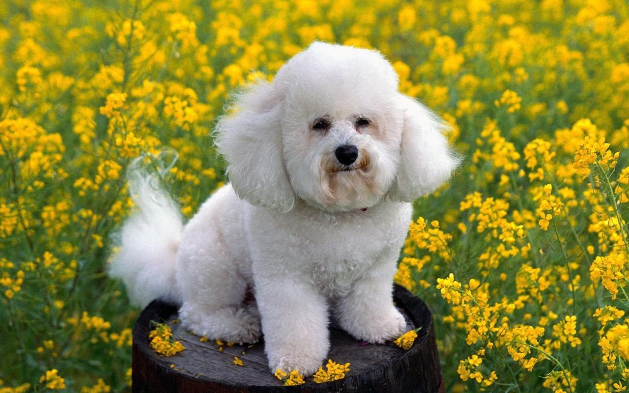 Собака породы бишон-фриз на бочке