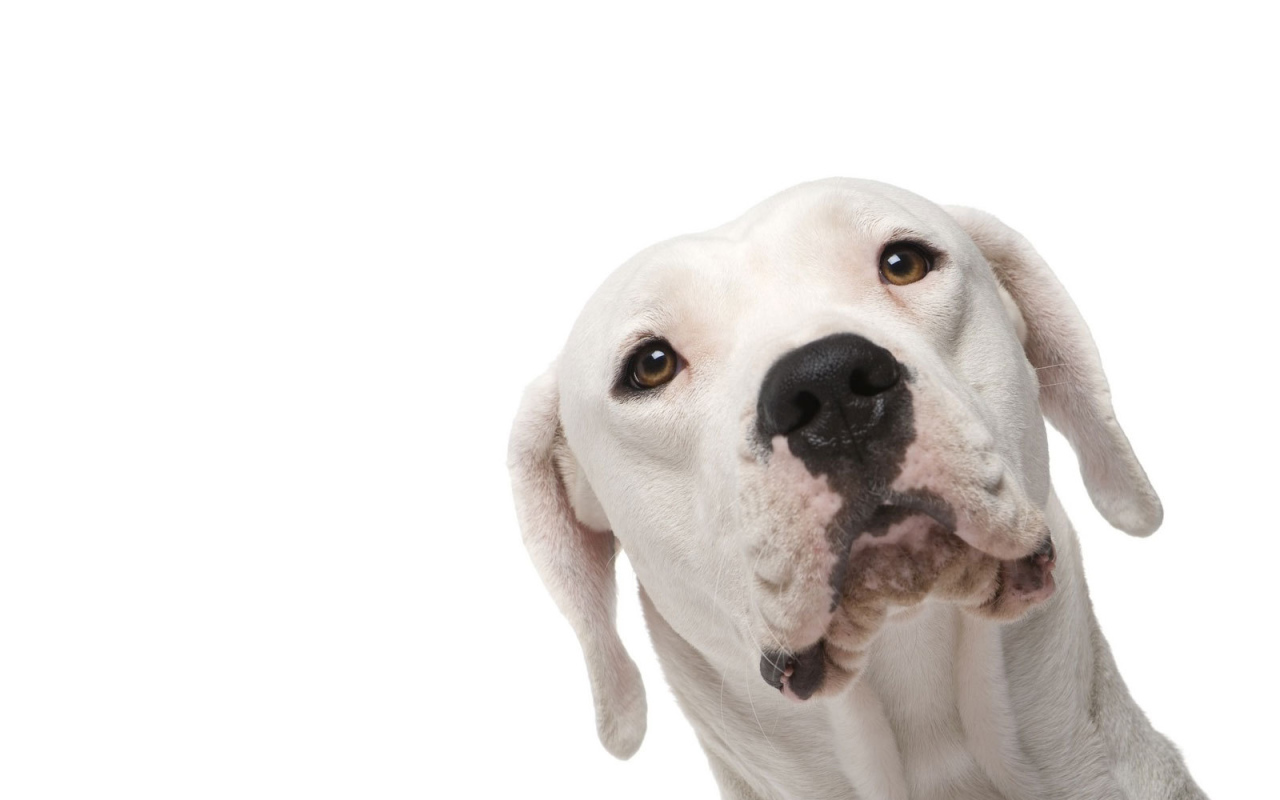 Аргентинский дог на белом фоне