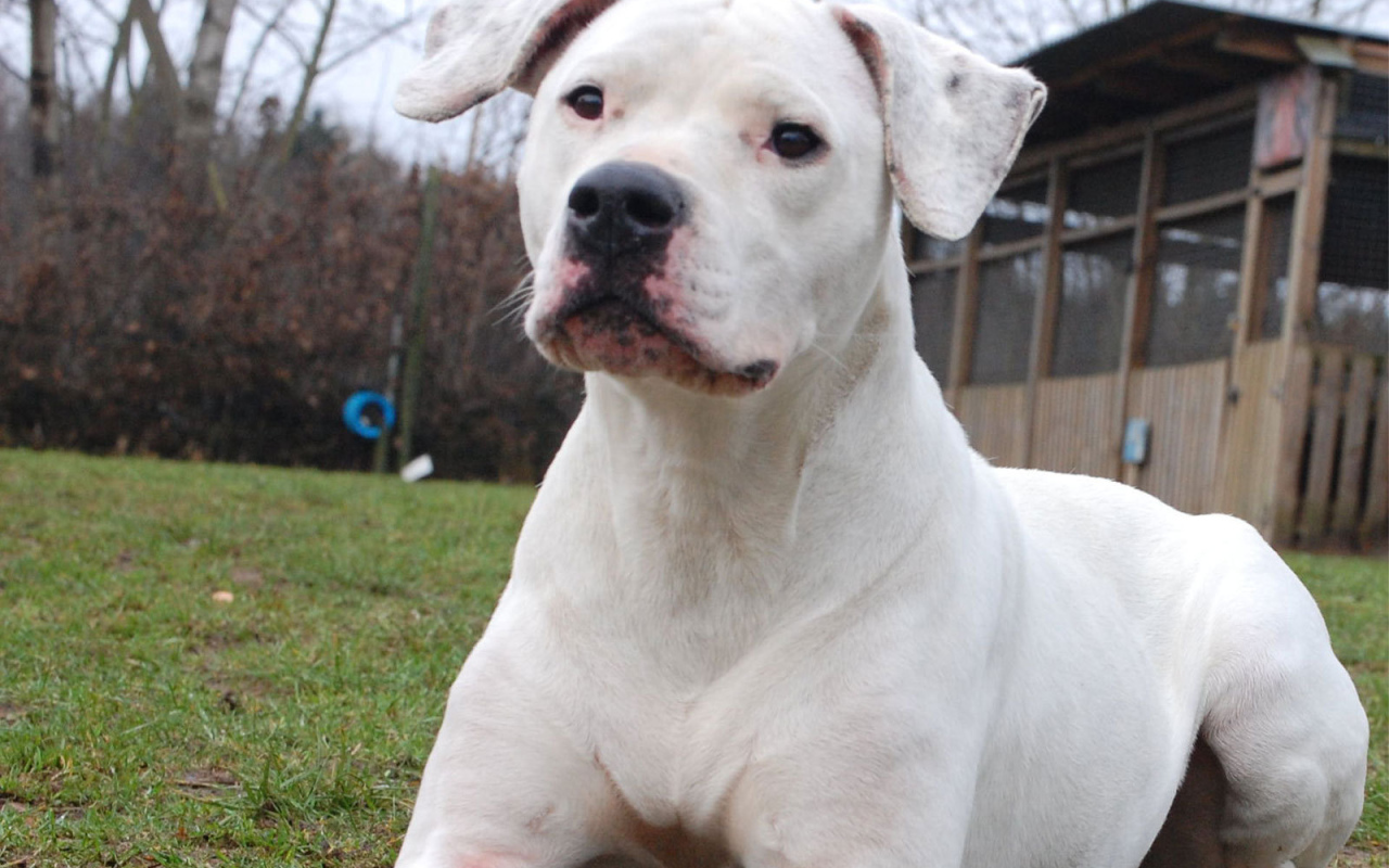 Аргентинский дог что-то увидел