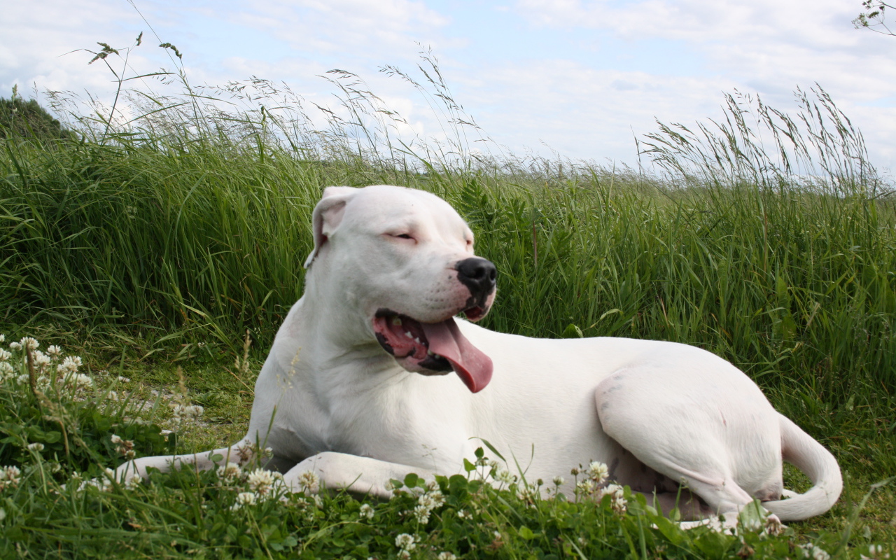 Аргентинский дог устал