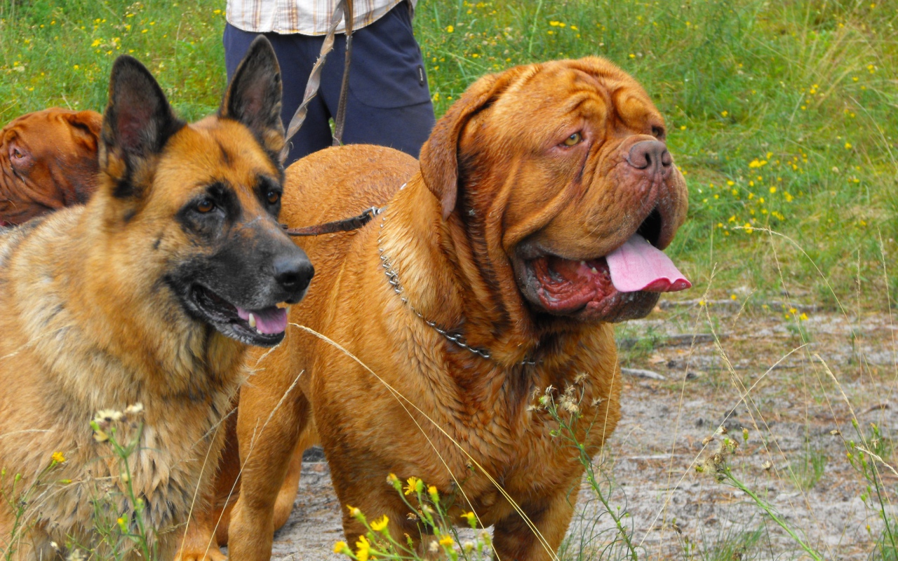 Бордоский дог на прогулке
