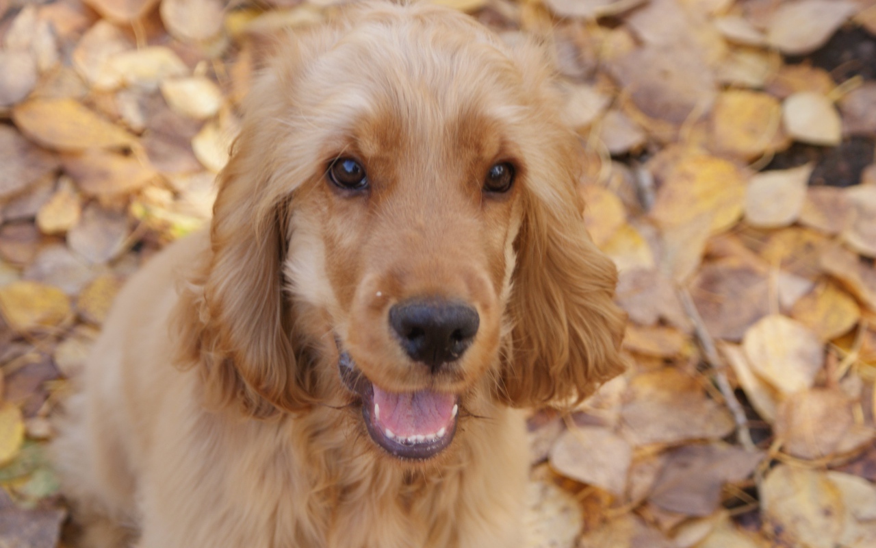 Английский кокер-спаниель на осенних листьях
