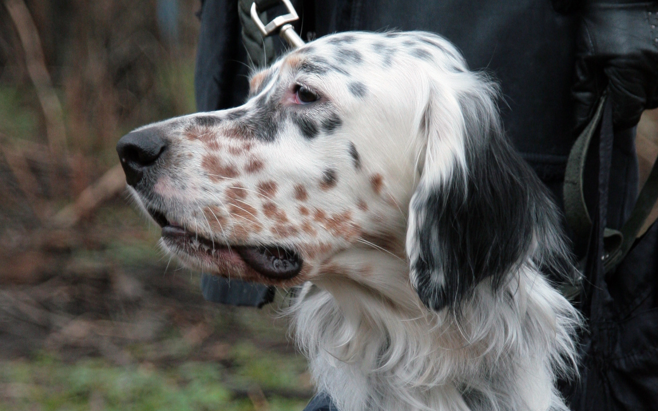 Английский сеттер крупным планом