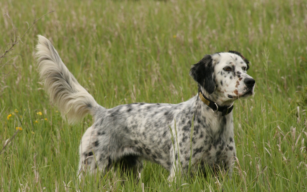 Английский сеттер на охоте