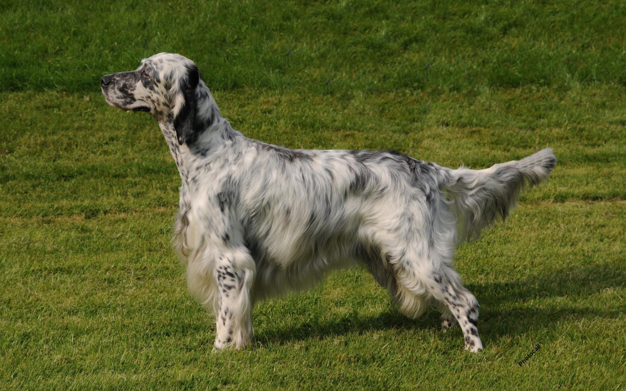 Английский сеттер на природе