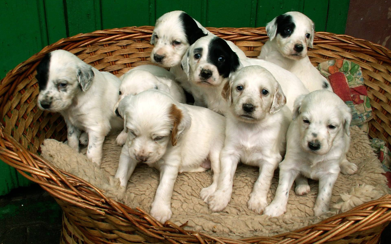 Щенки английского сеттера в корзине