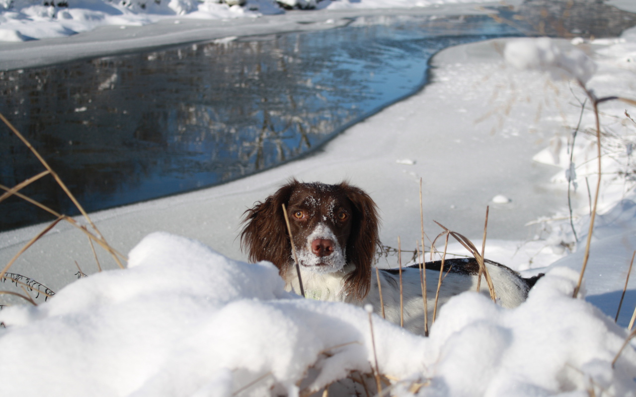 Английский спрингер-спаниель в сугробе