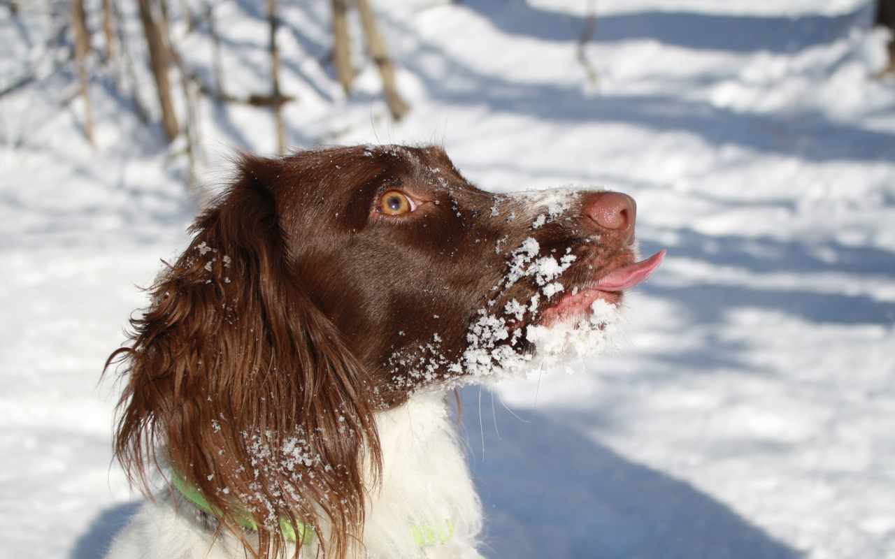 Английский спрингер-спаниель в снегу крупным планом
