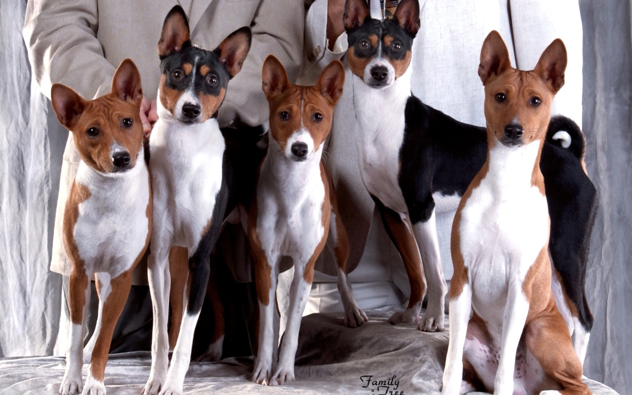 Семейная фотография собак породы басенджи