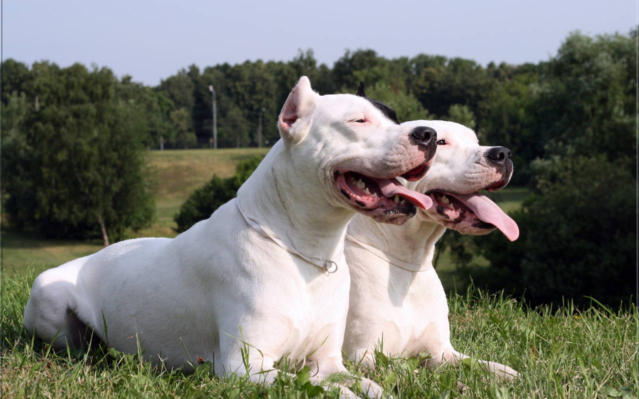 Дружба аргентинских догов