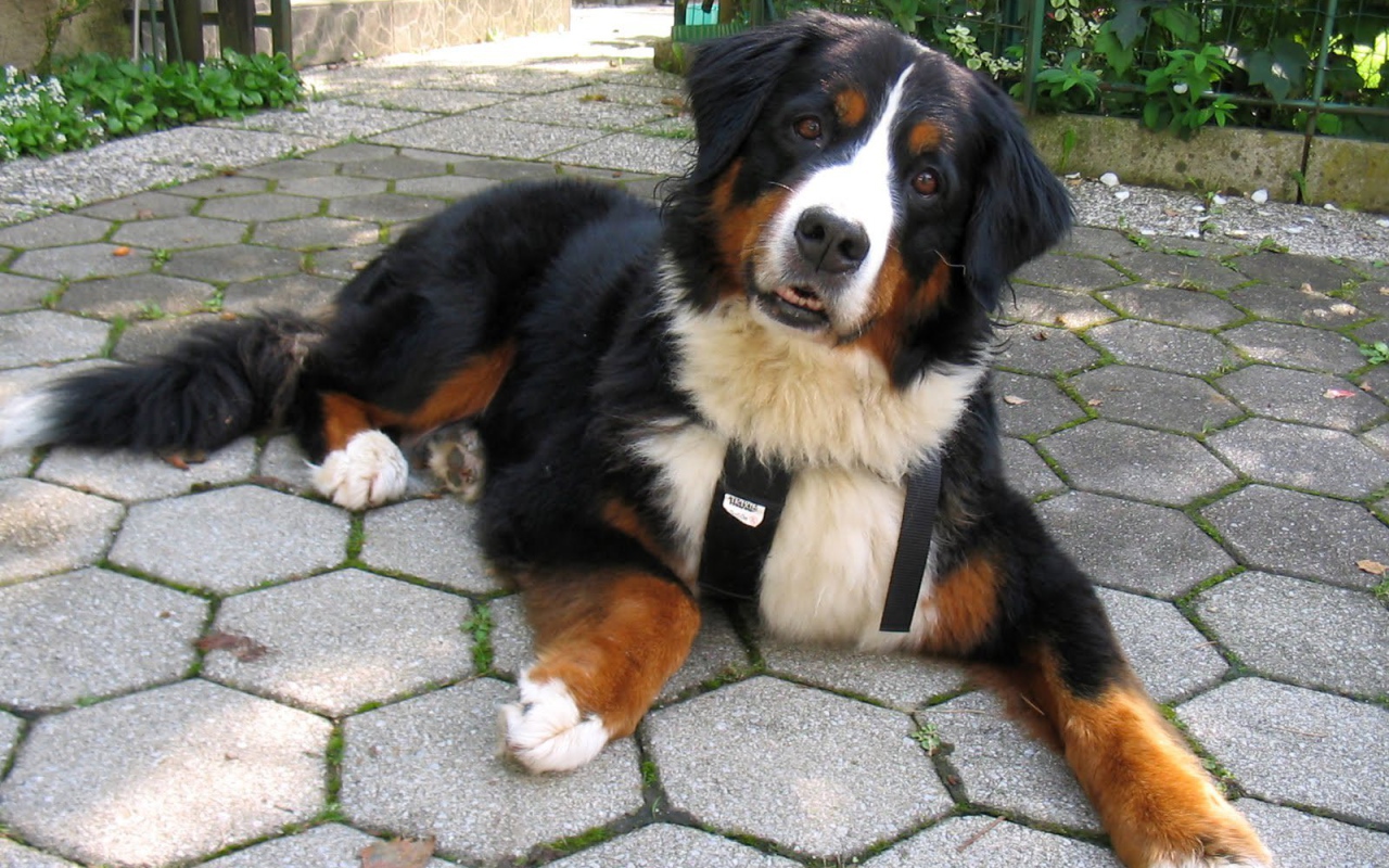 Funny Bernese Mountain Dog