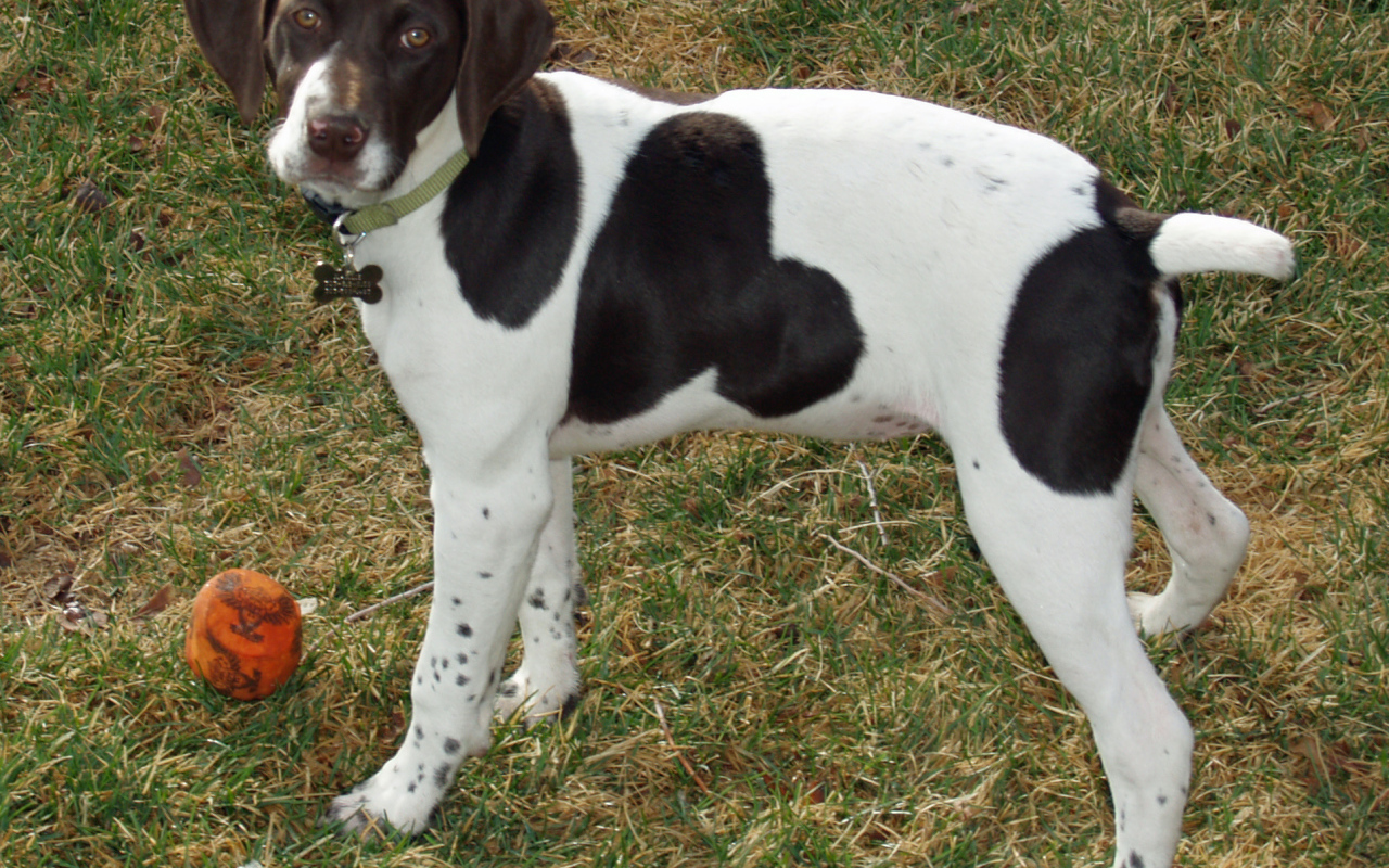 Немецкий Пойнтер играет в саду