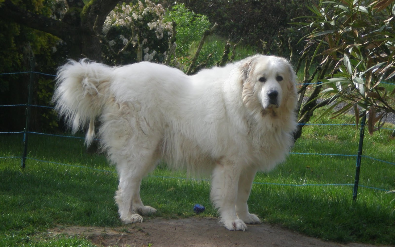 Большая пиренейская собака возле ограды