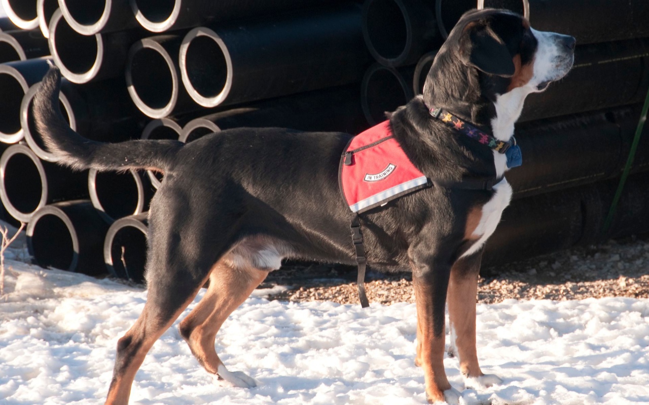 Большой швейцарский зенненхунд на снегу