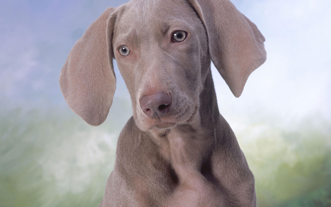 Серый щенок Пойнтер