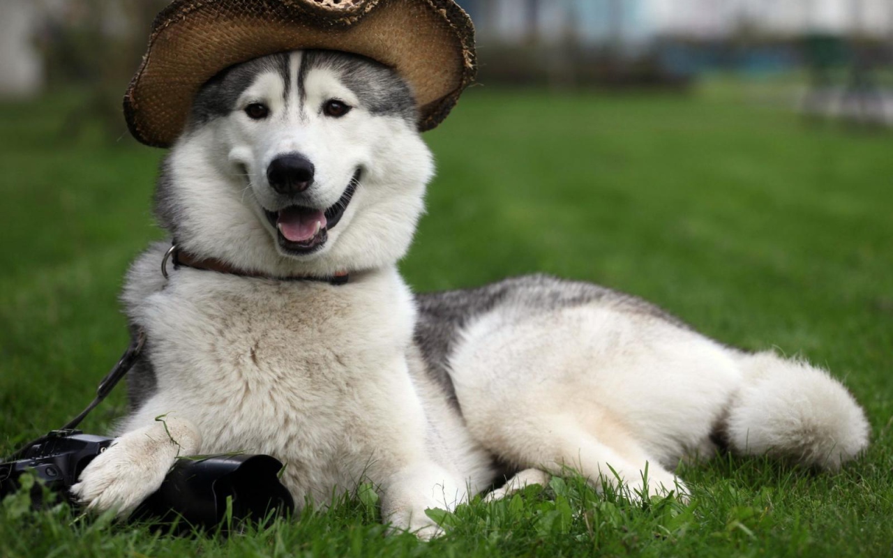 Счастливый аляскинский маламут в шляпе