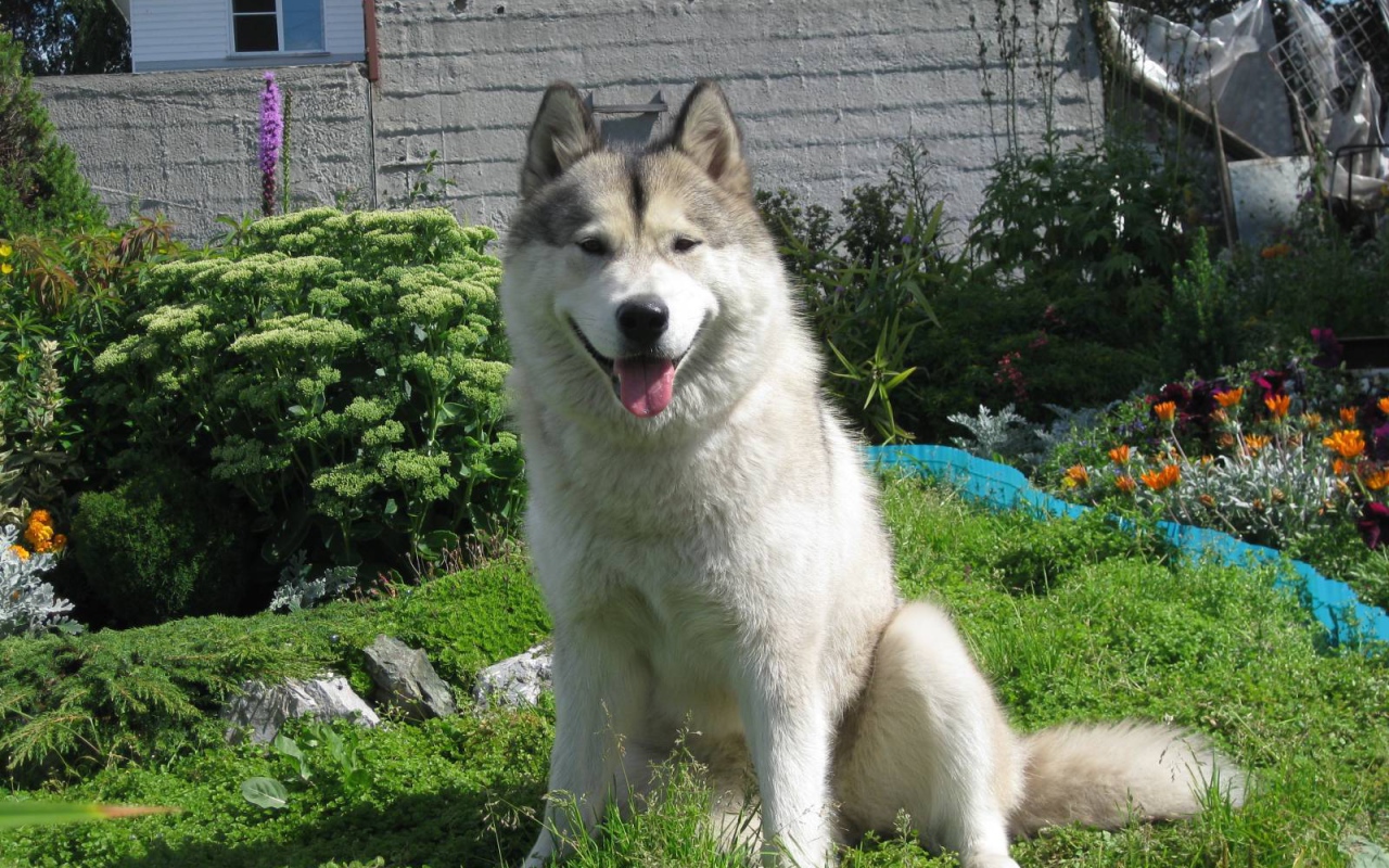 Счастливый аляскинский маламут на хуторе