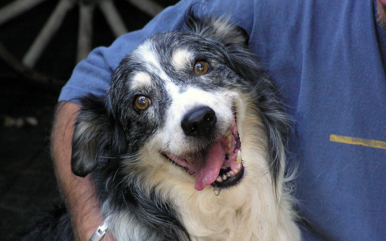 Счастливая австралийская овчарка с хозяином