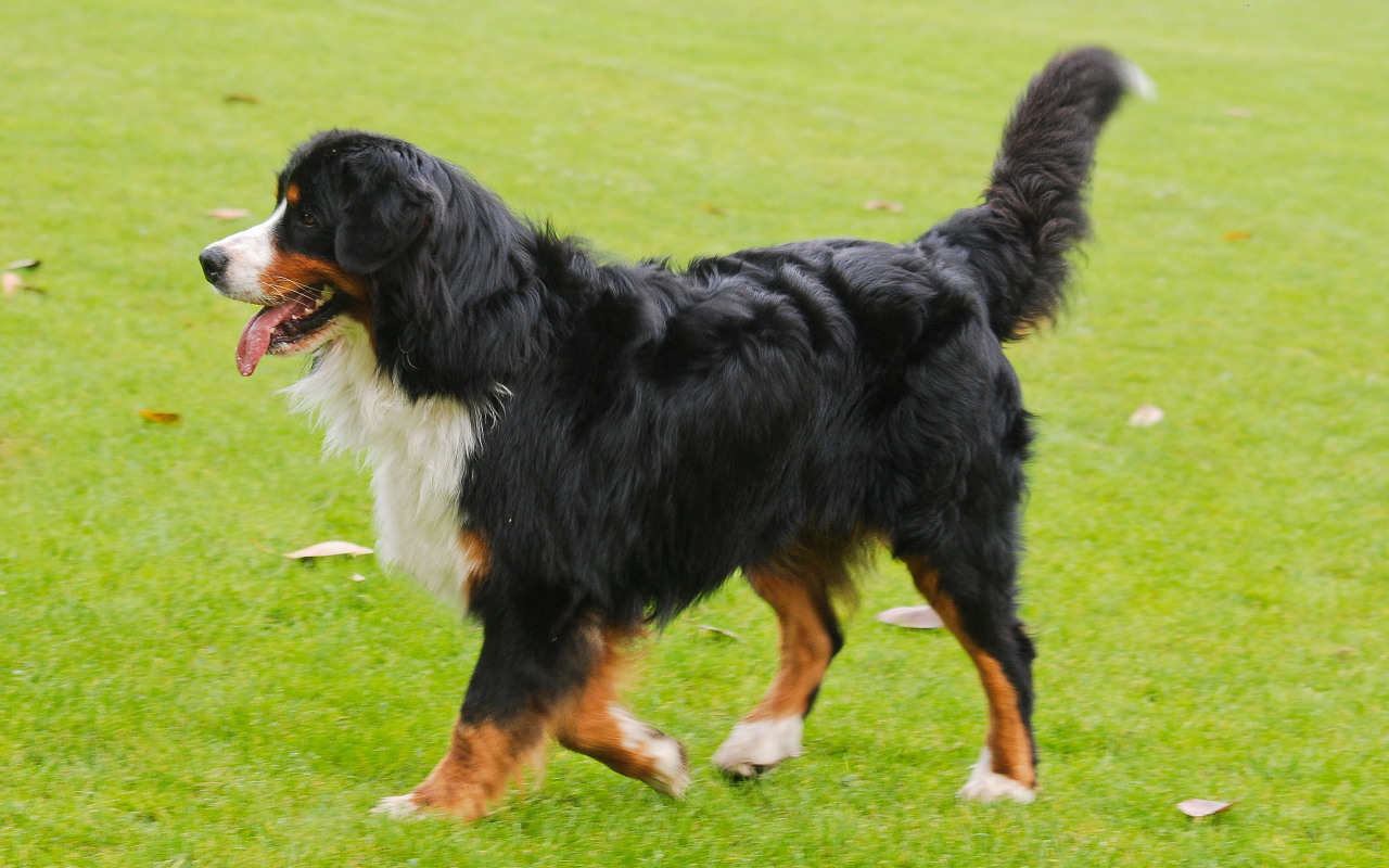 Счастливая бернская пастушья собака бежит по лужайке