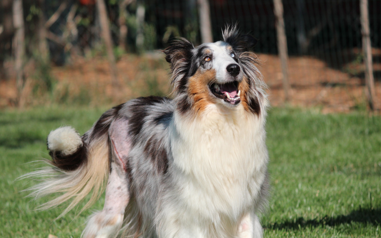 Счастливая собака породы шелти