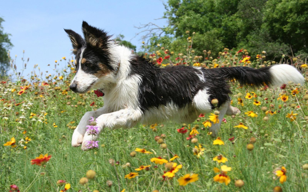 Счастливая бордер-колли бежит по цветочной поляне