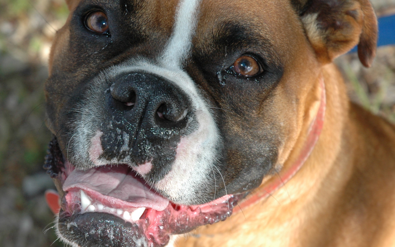 Счастливый боксёр смотрит на фотографа