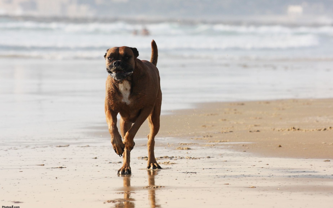 Счастливый боксёр бежит по берегу моря