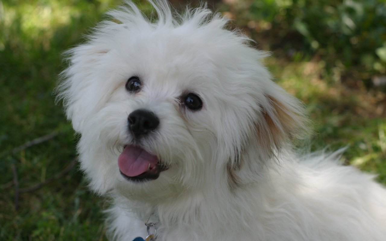 Счастливая собака породы бишон-фриз просит лакомство