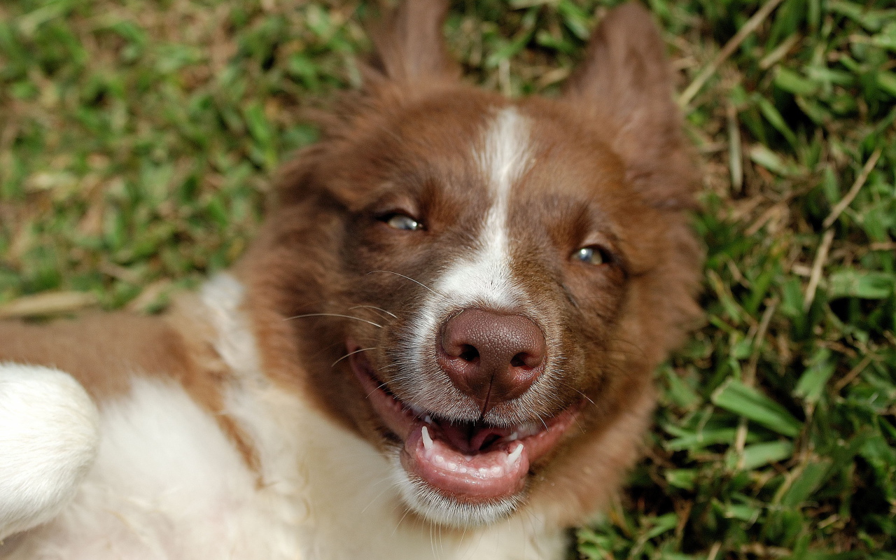 Счастливая рыжая бордер-колли