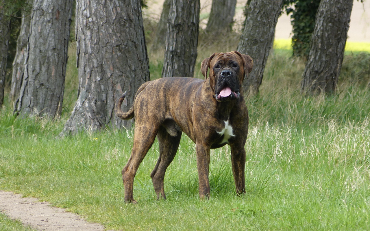 Крупный боксёр на прогулке