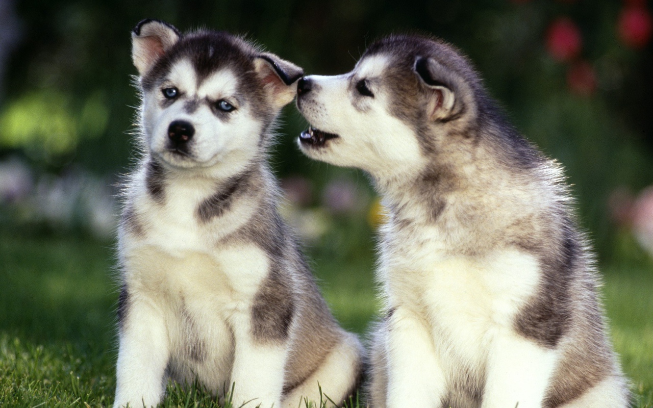 Маленькие Щенки сибирских хаски