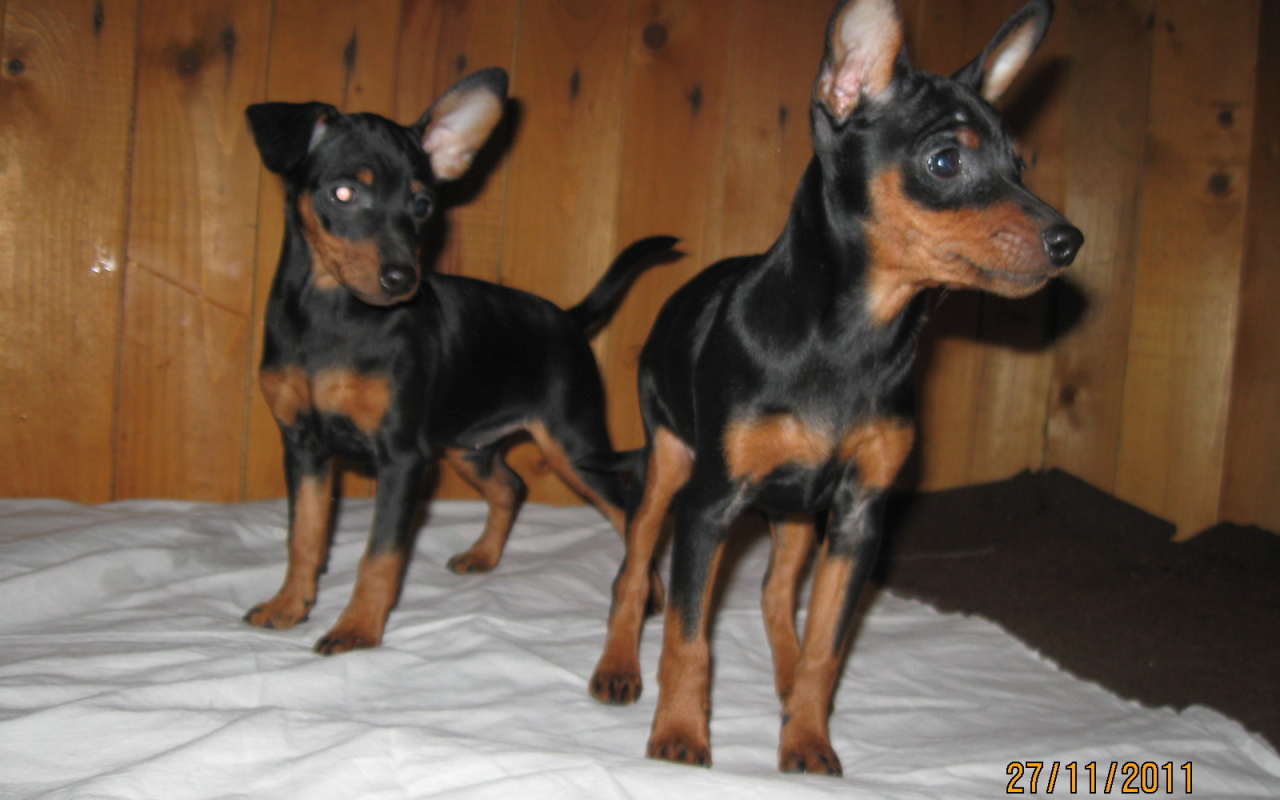 Миниатюрные пинчеры на кровати