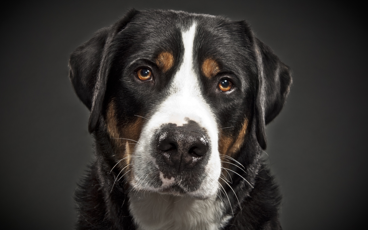 Портрет большого швейцарского зенненхунда