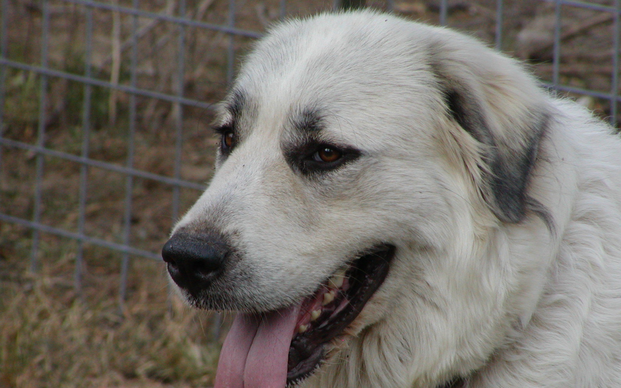 Портрет большой пиренейской собаки