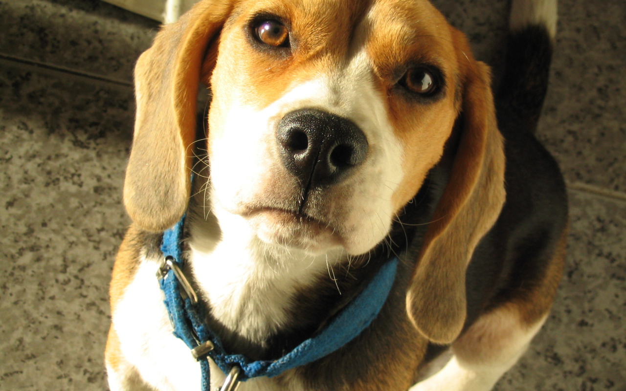 Портрет красивой собаки породы бигль